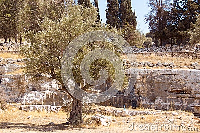 Garden of Gethsemane. Thousand years old olive trees. Stock Photo