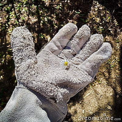 Garden glove holding a flower Stock Photo