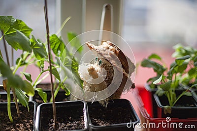 A garden gnome among the flowers. A small bearded dwarf in a straw hat sits in a vegetable seedling. Stock Photo