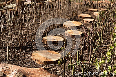 Garden with grafts Stock Photo