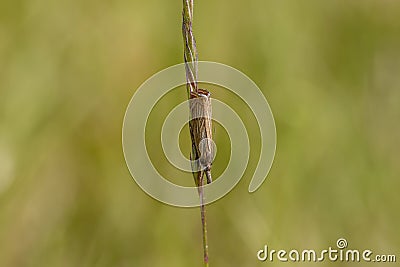 Garden grass veneer moth, Chrysoteuchia culmella, resting on a blade of grass as it sways in the light wind on a sunny day, scotla Stock Photo