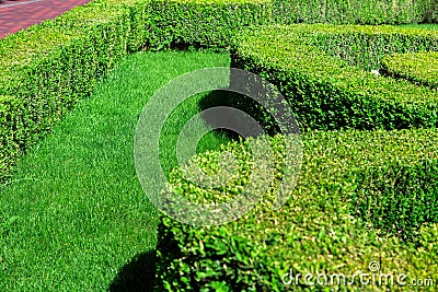 Garden with green lawn planted with trimmed bushes. Stock Photo