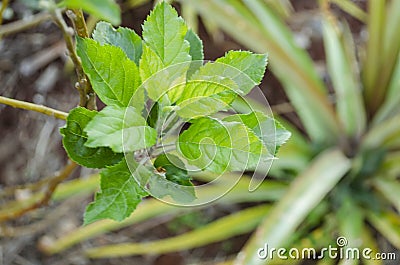 Leaves of American Apple Tree Stock Photo