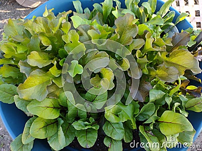 Garden greens Lettuce plants Stock Photo
