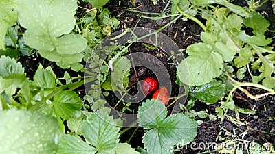 Garden happy fruit my favor strawberry Stock Photo