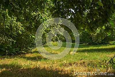 Garden of Hazelnut tree in backyard. Green grass. Stock Photo
