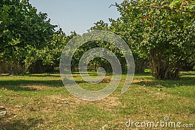 Garden of Hazelnut tree in backyard. Green grass. Stock Photo