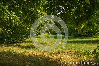 Garden of Hazelnut tree in backyard. Green grass. Stock Photo