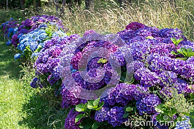 Garden hedge of abundant flowering purple and blue hydrangea shrubs Stock Photo