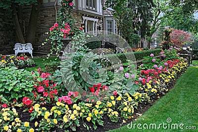 yellow and red begonias in a mass planting Editorial Stock Photo