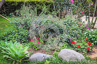 Garden home flowers red Stock Photo