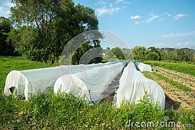 Garden hoop row covers in the sunlight with green vegetables Stock Photo