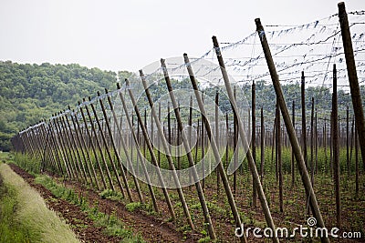 Garden hop landscape in spring. Agriculture landscape. care constructions rows. Stock Photo