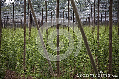 Garden hop landscape in spring. Agriculture landscape. care constructions rows. Stock Photo