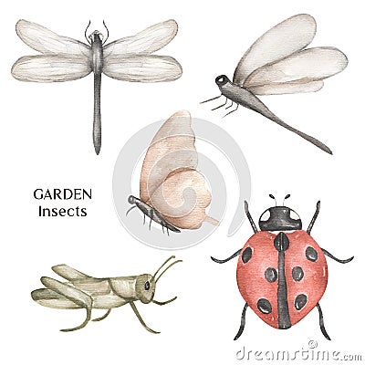 Garden insects Clipart, Watercolor hand drawn ladybug, butterfly, grasshopper, dragonfly clipart Stock Photo