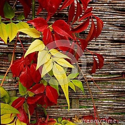 A garden ivy creeper leaves changing to autumn or fall colours Stock Photo