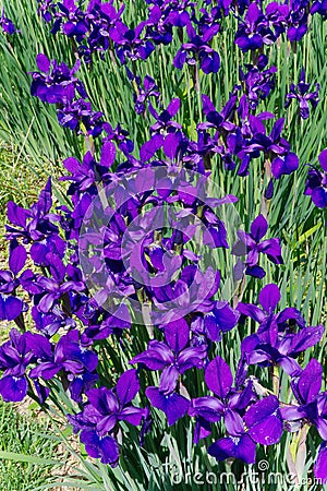 A garden of Japanese Iris bloom in the spring sunshine Stock Photo