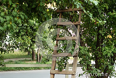 Garden ladder leaning against apples tree, preparations for harvest season. Pruning gardening high green plants in garden. Concept Stock Photo