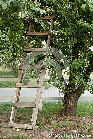 Garden ladder leaning against apples tree, preparations for harvest season. Pruning gardening high green plants in garden. Concept Stock Photo