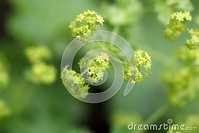 Garden lady mantle (Alchemilla mollis) flowers Stock Photo