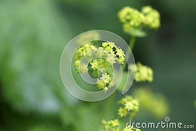 Garden lady mantle (Alchemilla mollis) flowers Stock Photo