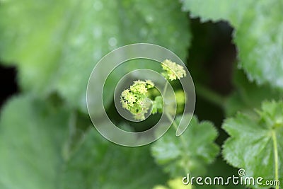 Garden lady mantle (Alchemilla mollis) flowers Stock Photo