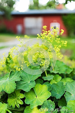 Garden lady`s-mantle in full blossom, summer day Stock Photo