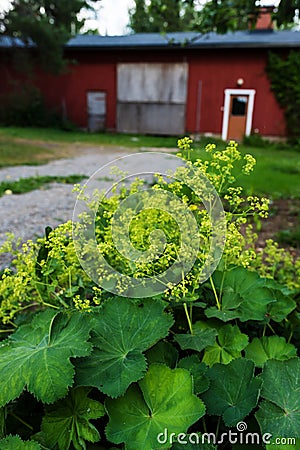 Garden lady`s-mantle in full blossom, summer day Stock Photo