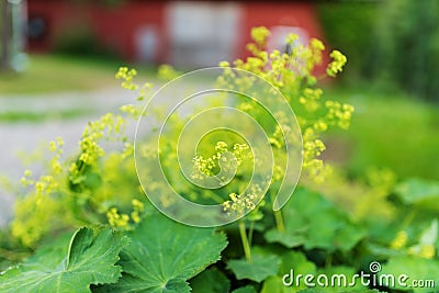 Garden lady`s-mantle in full blossom, summer day Stock Photo