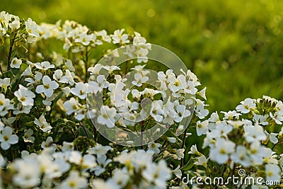 Garden landscape with small white Arabis flowers Stock Photo