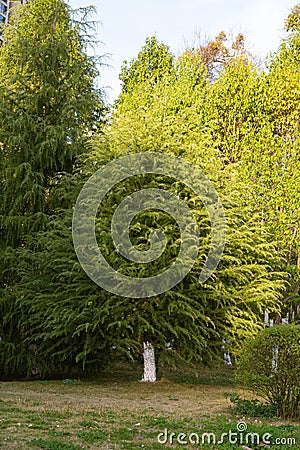 Garden with lawn and trees Stock Photo