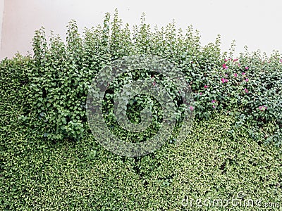 Garden leaves and small pink flowers on a summer sunny day. Stock Photo