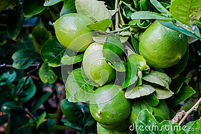 Garden lemon Stock Photo