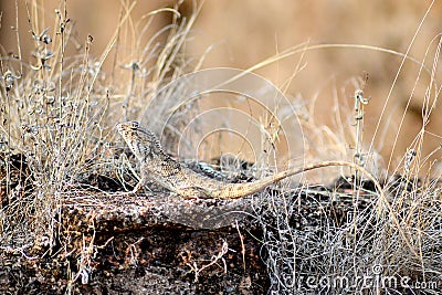 Garden lizard Stock Photo