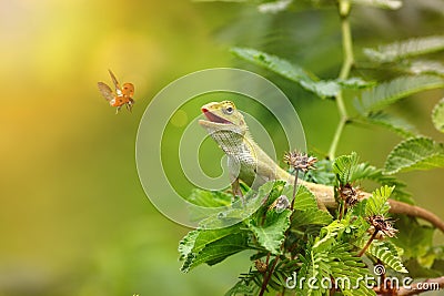 The garden lizard Stock Photo