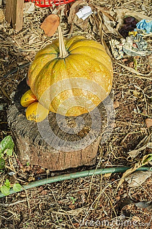 Kalabasa Pumpkin And Common Mangoes On Log In Garden Stock Photo