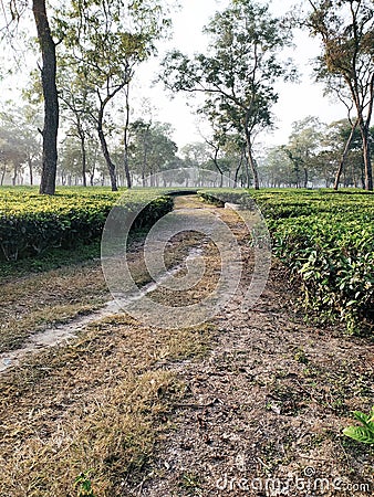 Garden love Stock Photo