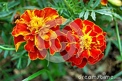 Garden marigolds TagÃ©tes genus Aster Stock Photo