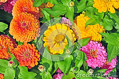 Garden with multicolored Stock Photo