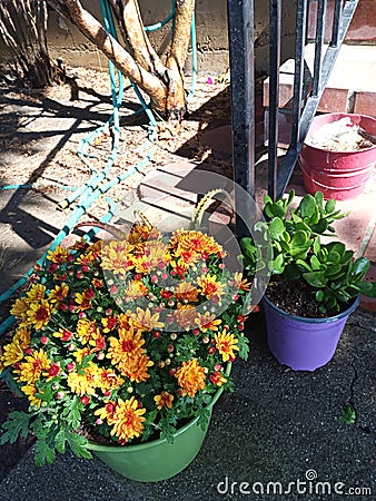 Garden mums in sun Stock Photo