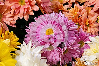 Garden Mums Stock Photo