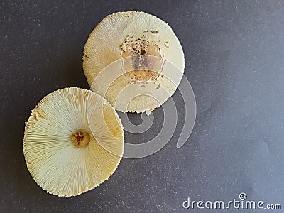 Garden mushrooms, unfit for consumption, isolated . Stock Photo