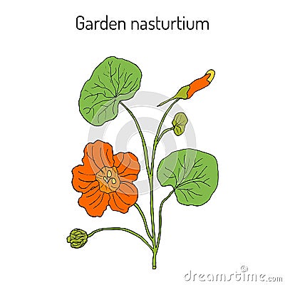 Garden nasturtium Tropaeolum majus , or Indian, or monks cress. Ornamental and medicinal plant Vector Illustration
