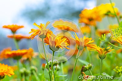 Garden orange flowers - calendula marigold.Summer landscape with blooming flowers. Homeopathic plant, medicine herb. Blurred Stock Photo