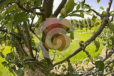 Garden organic ryton ryton gardens warwickshire midlands england Stock Photo