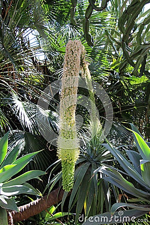 Garden of palms and blossom agaves Stock Photo