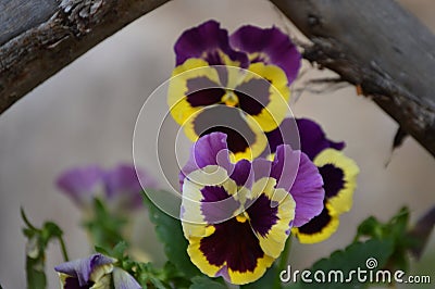 Pansies: Viola tricolor in yellow, purple and lavender Stock Photo