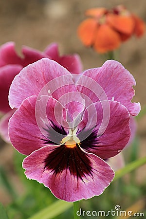 Purple Pansy Heartease - close up Stock Photo