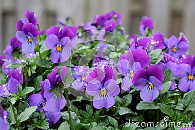 purple garden Pansies or Violets after a rain shower Stock Photo