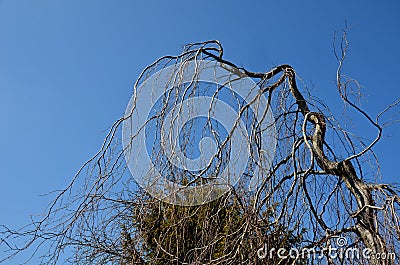 Garden, park weeping beech, is a cultivar of the deciduous European beech. The original tree was found in the grounds of an Engli Stock Photo